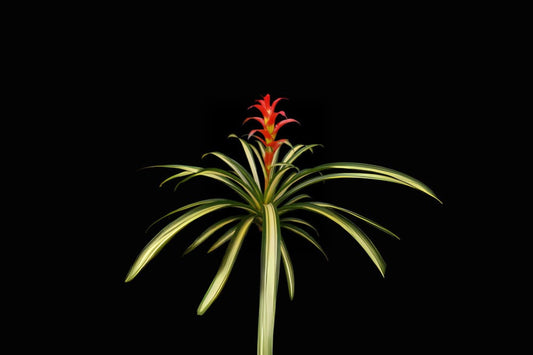 Bromeliad Plant Guzmania Musaica Variegate 6" Pot - Rare Tropical Houseplant for Indoor Gardening and Decor