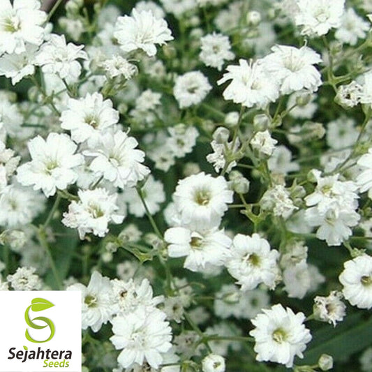 Baby's Breath Gypsophila Seeds 1000+ | White Flowers NON-GMO USA