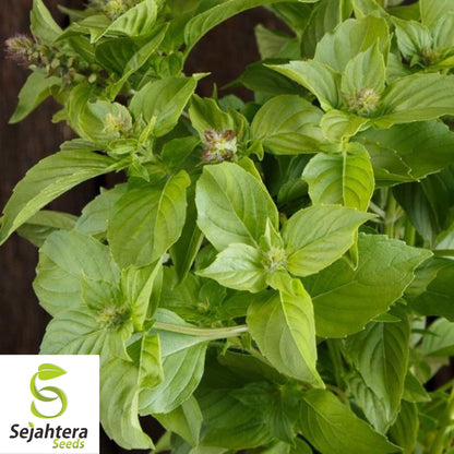 Lemon Basil Seeds - 1000+ Organic Heirloom Herb - Non-GMO - Citrusy & Fragrant