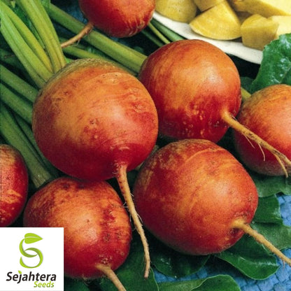 Beet Seeds Golden Detroit 50 Ct | Heirloom Vegetable Garden NON-GMO USA