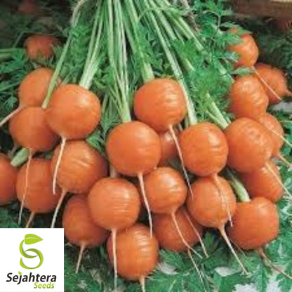 Parisian Carrot Seeds 500+ | NON-GMO Vegetable Garden Heirloom USA