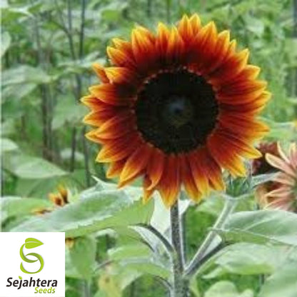 Earthwalker Sunflower Seeds - 100+ Heirloom, Colorful, Rare & Pollinator-Friendly