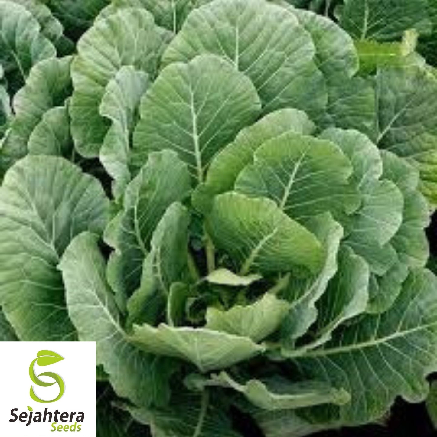 Collard Vates Seeds 500+ | Heirloom Greens Vegetable NON-GMO USA