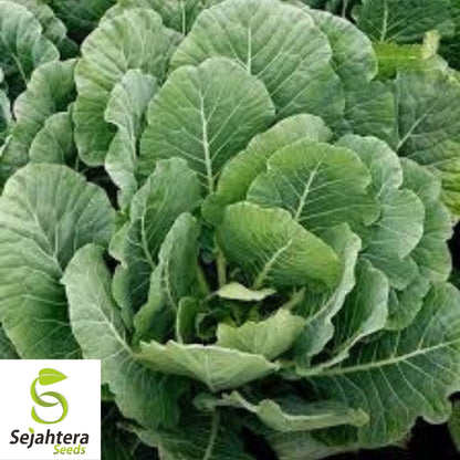 Collard Vates Seeds 500+ | Heirloom Greens Vegetable NON-GMO USA