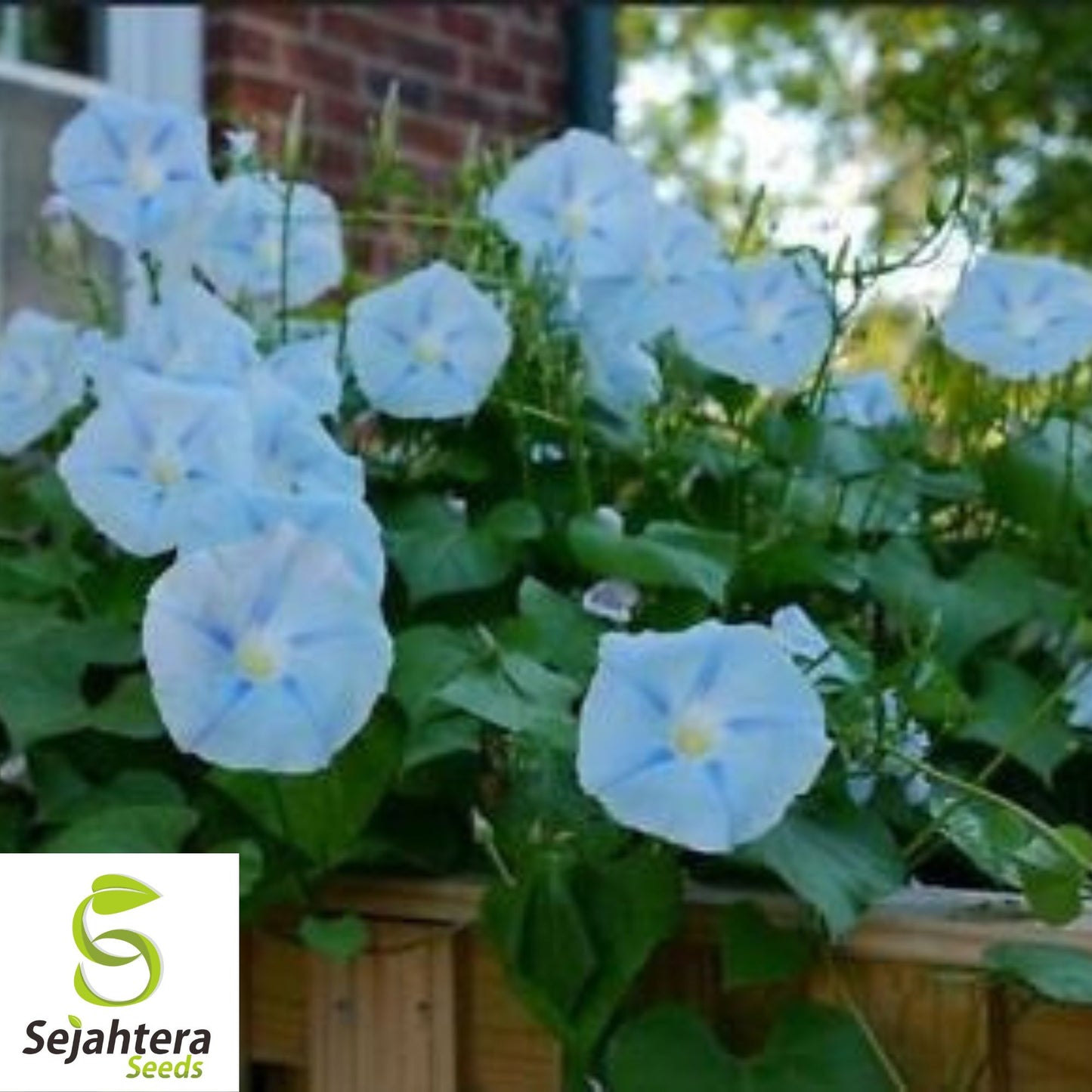 30+ Blue Star Morning Glory Seeds - Ipomea Tricolor, Vibrant Climbing Flower