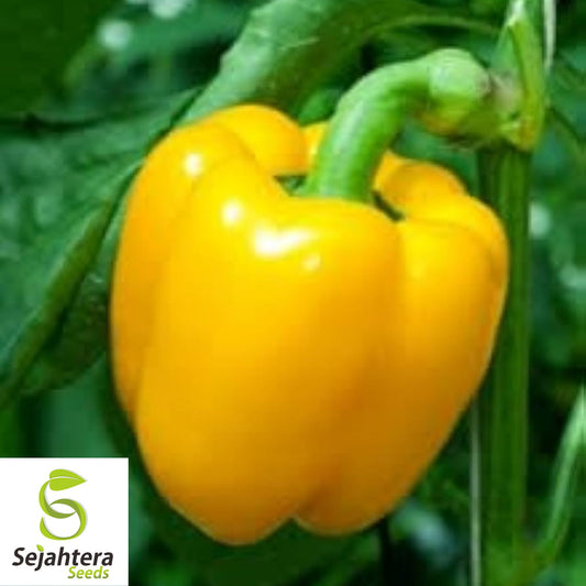 25+ Sunbright Yellow Bell Pepper Seeds - Heirloom, Non-GMO Sweet Variety