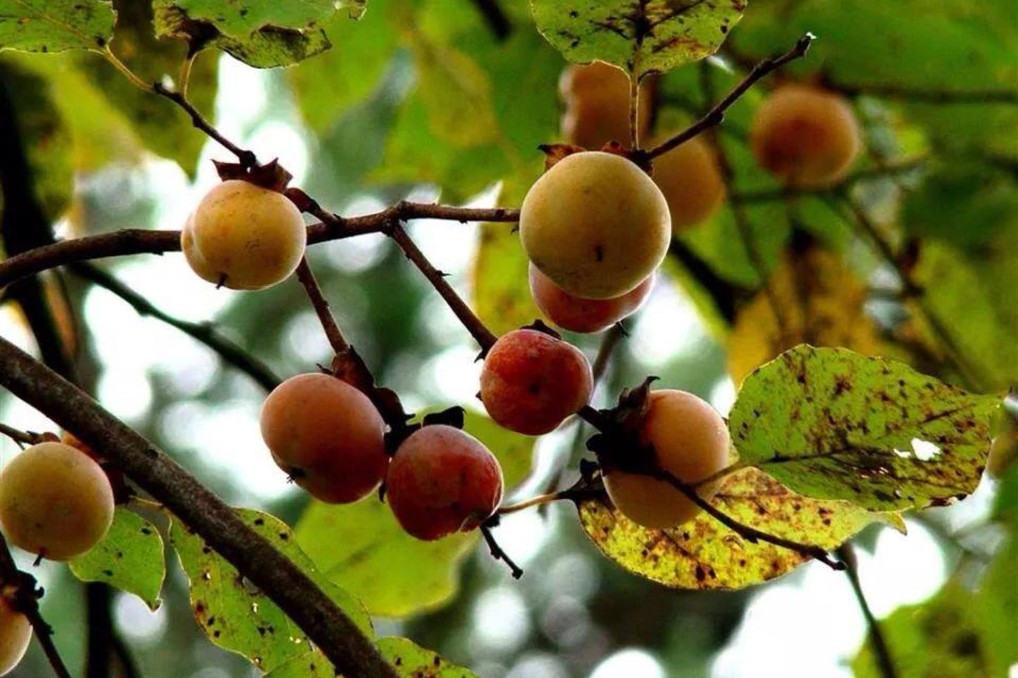 3 American Native Persimmon Trees | Diospyros Virginiana Seedlings