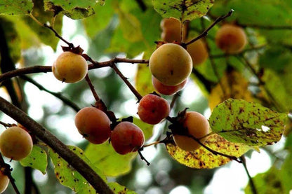 3 American Native Persimmon Trees | Diospyros Virginiana Seedlings