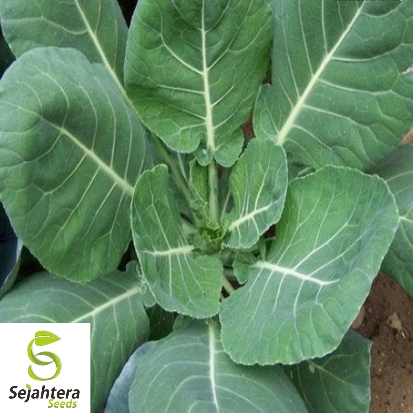 Collard Vates Seeds 500+ | Heirloom Greens Vegetable NON-GMO USA