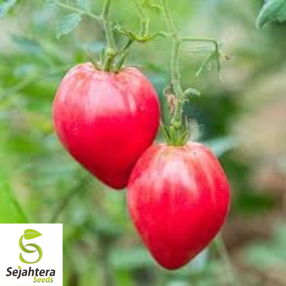 Anna Russian Tomato Seeds - 120+ Heirloom, Organic, Non-GMO & Rare