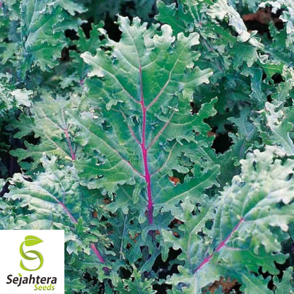500 Red Russian Kale Seeds - Non-GMO, Tender & Nutritious Heirloom Variety