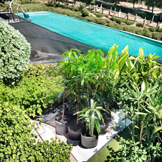 Nam Doc Mai Mango – Thai Green Sweet Mango – Mangifera indica Grafted Tree | 2–3 Feet Tall | Includes 3 Gallon Nursery Pot  Premium Thai Cultivar | Fiberless Sweet Fruit | Compact Backyard Tree