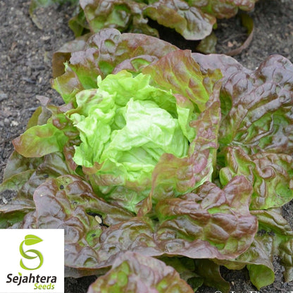 Lettuce Seeds 600+ | Merveille des Quatre Saisons French Heirloom NON-GMO