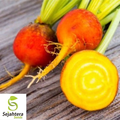 Beet Seeds Golden Detroit 50 Ct | Heirloom Vegetable Garden NON-GMO USA
