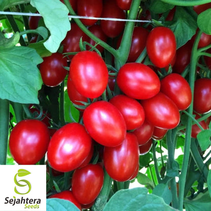 Napoli Tomato Seeds - 30+ Heirloom, Organic, Non-GMO, Fresh & High-Yield