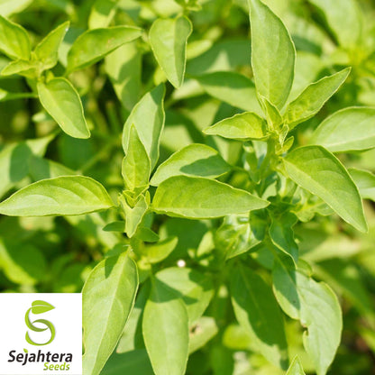 Lemon Basil Seeds - 1000+ Organic Heirloom Herb - Non-GMO - Citrusy & Fragrant