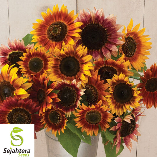 50+ Autumn Beauty Sunflower Seeds - Non-GMO, Organic, Vibrant & Pollinator-Friendly