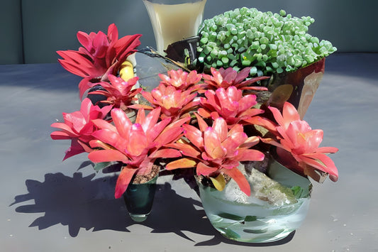 Neoregelia Petra Plant in 6" Pot - Tropical Bromeliad - Neoregelia 'Petra' - Live Houseplant for Indoor Decor
