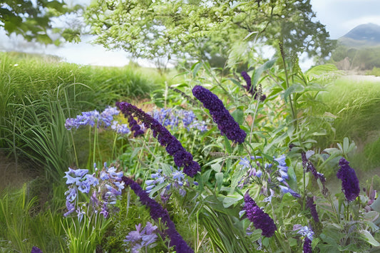 Buddleia BLACK KNIGHT Live Butterfly Bush Plant 4 Inch Pot Dark Purple Flowers (Buddleja davidii)