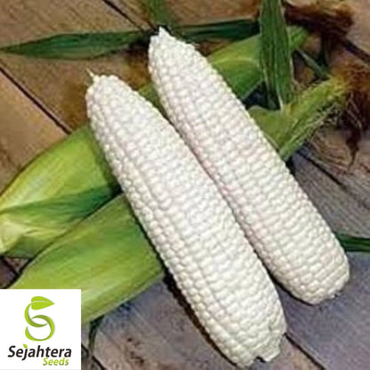 Country Gentleman White Corn Seeds 25 Ct | Sweet Heirloom Vegetable USA