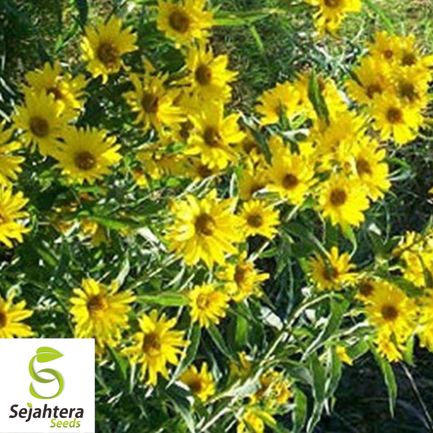 Double Sun Sunflower Seeds - 30+ Heirloom - Large, Bold & Rare Blooms