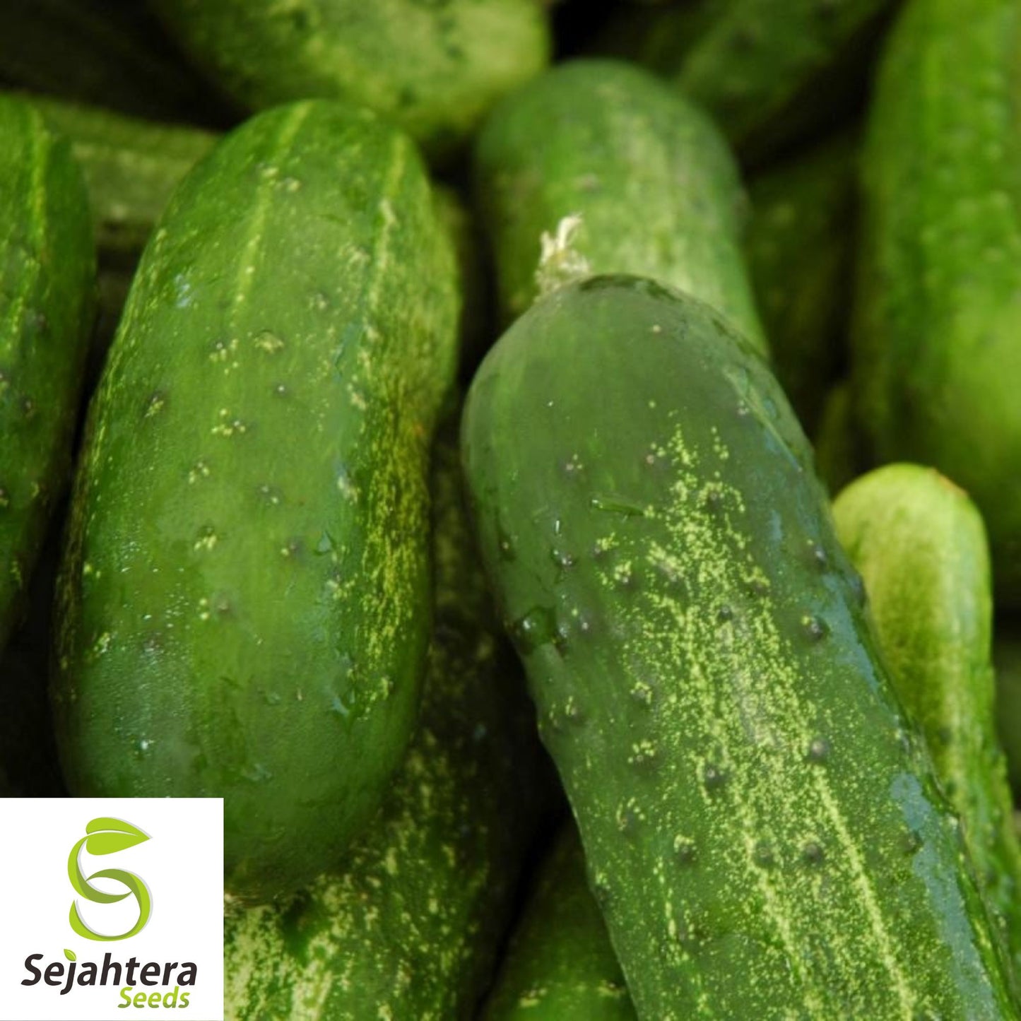 60+ Carolina Cucumber Seeds - Non-GMO, Pickling & Garden Fresh Variety