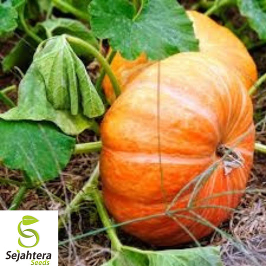 15+ Cinderella Pumpkin Seeds - Heirloom, Organic, Non-GMO, Large & Sweet Variety