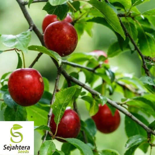 5+ Cherry Plum Tree Seeds - Prunus Americana, Organic, Hardy Fruit, Non-GMO