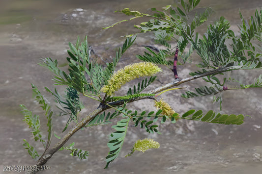 Honey Mesquite Mesquite (Prosopis glandulosa)