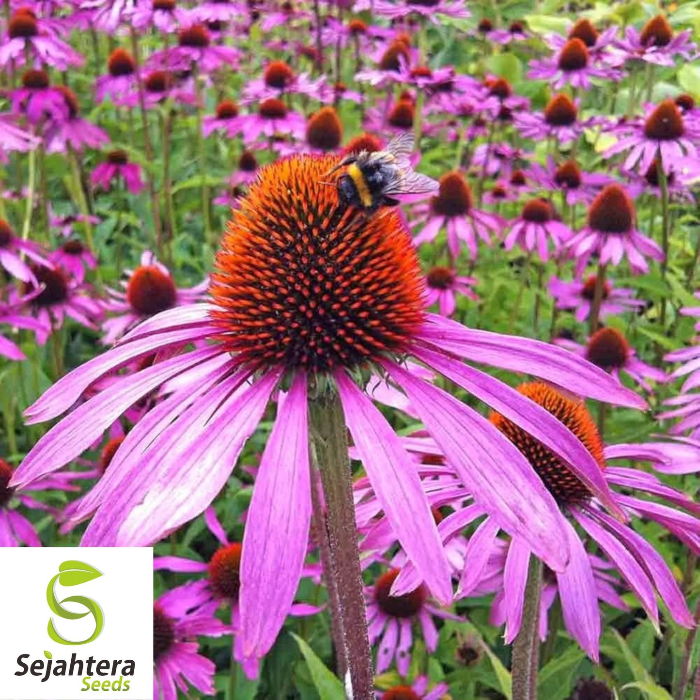 Purple Coneflower Seeds - 200+ Echinacea, Perennial, Wildflower & Pollinator-Friendly