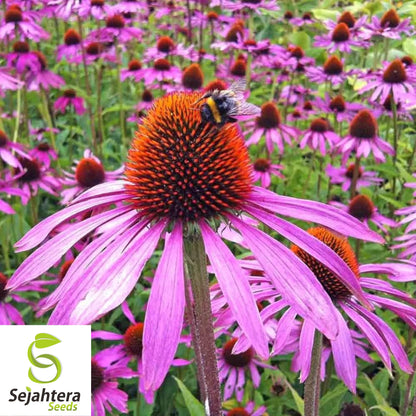 Purple Coneflower Seeds - 200+ Echinacea, Perennial, Wildflower & Pollinator-Friendly