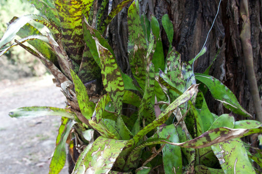 Aechmea Correia-Araujoi Plant | 6" Pot | Tropical Bromeliad | Air Plant | Ideal for Home Decor | Live Indoor Plant