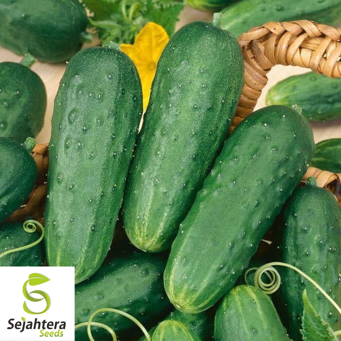 60+ Carolina Cucumber Seeds - Non-GMO, Pickling & Garden Fresh Variety