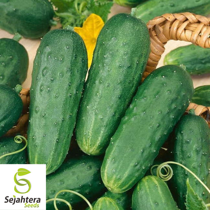 60+ Carolina Cucumber Seeds - Non-GMO, Pickling & Garden Fresh Variety