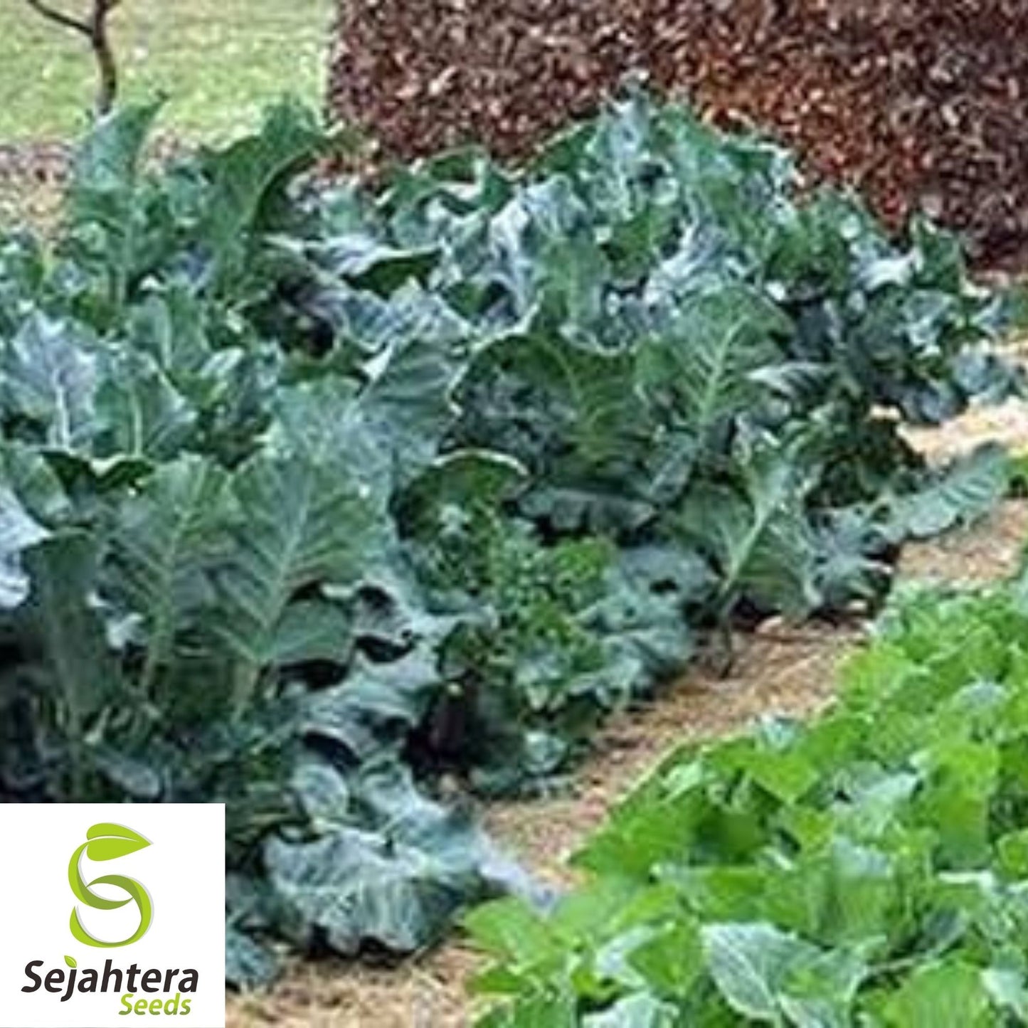Collard Vates Seeds 500+ | Heirloom Greens Vegetable NON-GMO USA