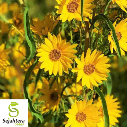 Double Sun Sunflower Seeds - 30+ Heirloom - Large, Bold & Rare Blooms
