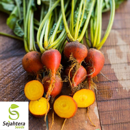 Beet Seeds Golden Detroit 50 Ct | Heirloom Vegetable Garden NON-GMO USA