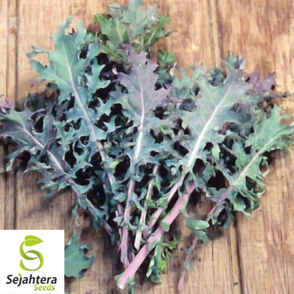 500 Red Russian Kale Seeds - Non-GMO, Tender & Nutritious Heirloom Variety