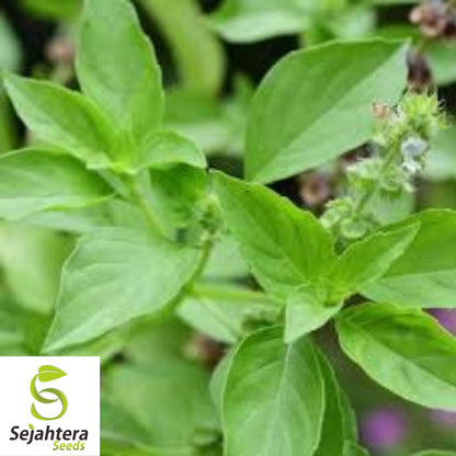 Lemon Basil Seeds - 1000+ Organic Heirloom Herb - Non-GMO - Citrusy & Fragrant