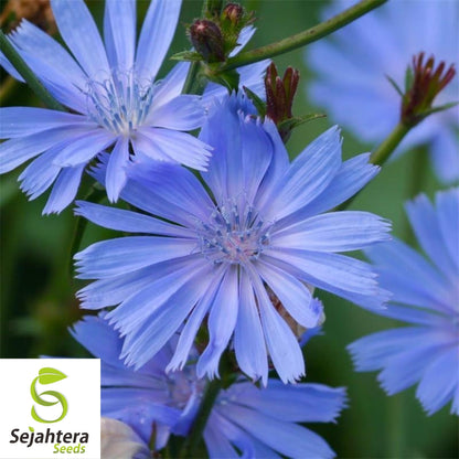 Chicory Cichorium intybus Seeds 300+ | Blue Dandelion NON-GMO Herb USA