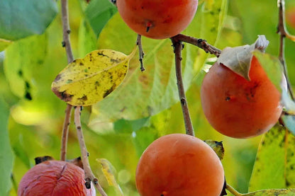 3 American Native Persimmon Trees | Diospyros Virginiana Seedlings