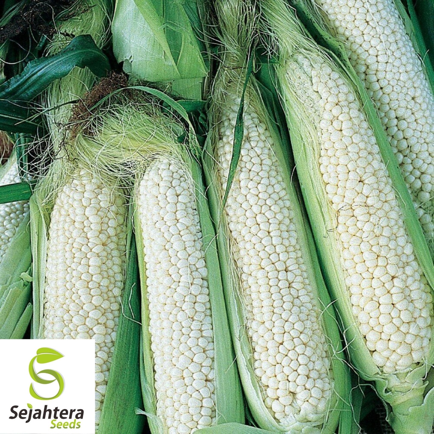 Country Gentleman White Corn Seeds 25 Ct | Sweet Heirloom Vegetable USA