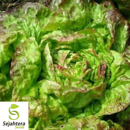 Lettuce Seeds 600+ | Merveille des Quatre Saisons French Heirloom NON-GMO