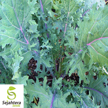 500 Red Russian Kale Seeds - Non-GMO, Tender & Nutritious Heirloom Variety