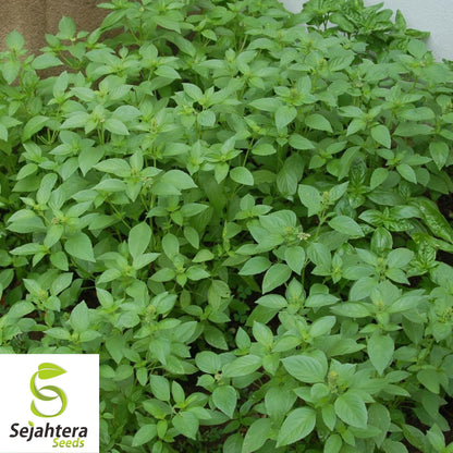 Lemon Basil Seeds - 1000+ Organic Heirloom Herb - Non-GMO - Citrusy & Fragrant