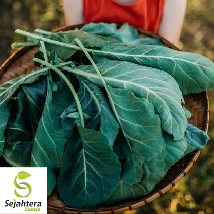Collard Vates Seeds 500+ | Heirloom Greens Vegetable NON-GMO USA