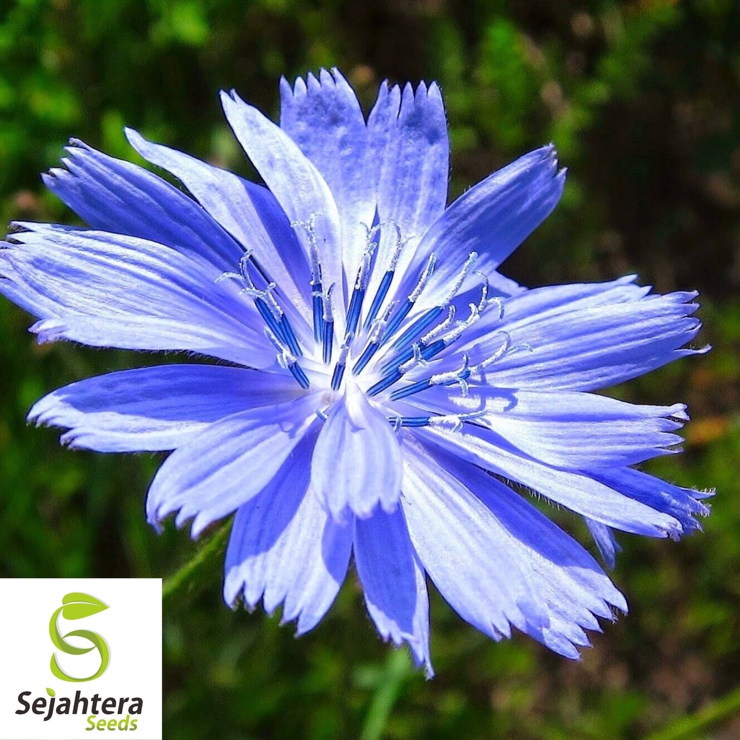 Chicory Cichorium intybus Seeds 300+ | Blue Dandelion NON-GMO Herb USA