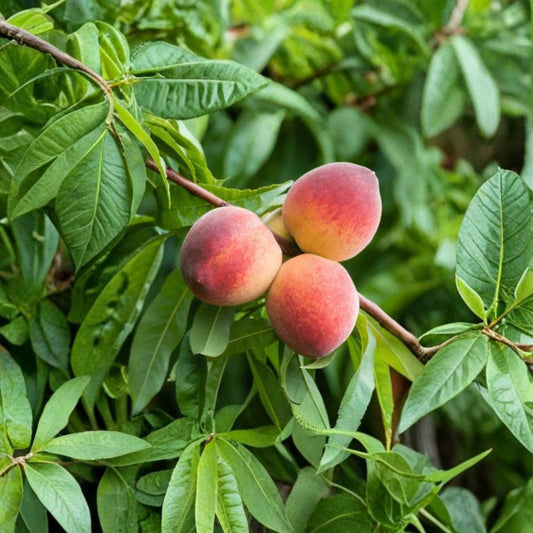 Peach ‘Red Baron’ – Prunus persica Live Tree | 2–3 Feet Tall | Ships in 3 Gallon Pot  Freestone Variety | Double Red Spring Blossoms | Sweet Juicy Fruit