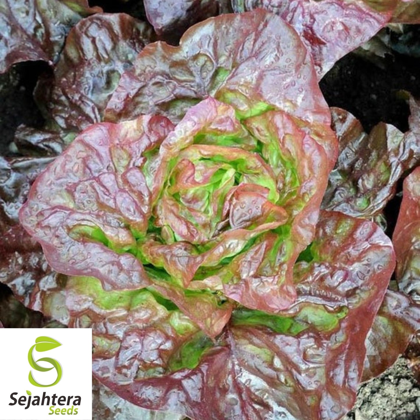 Lettuce Seeds 600+ | Merveille des Quatre Saisons French Heirloom NON-GMO