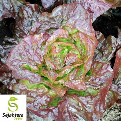 Lettuce Seeds 600+ | Merveille des Quatre Saisons French Heirloom NON-GMO